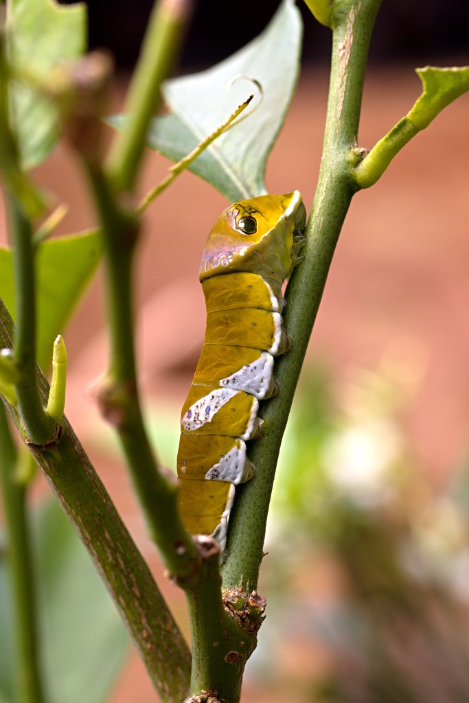 vlinder vlinders hdr insect insecten nederland uitheems Lepidoptera rups rupsen vlindertuin natuur